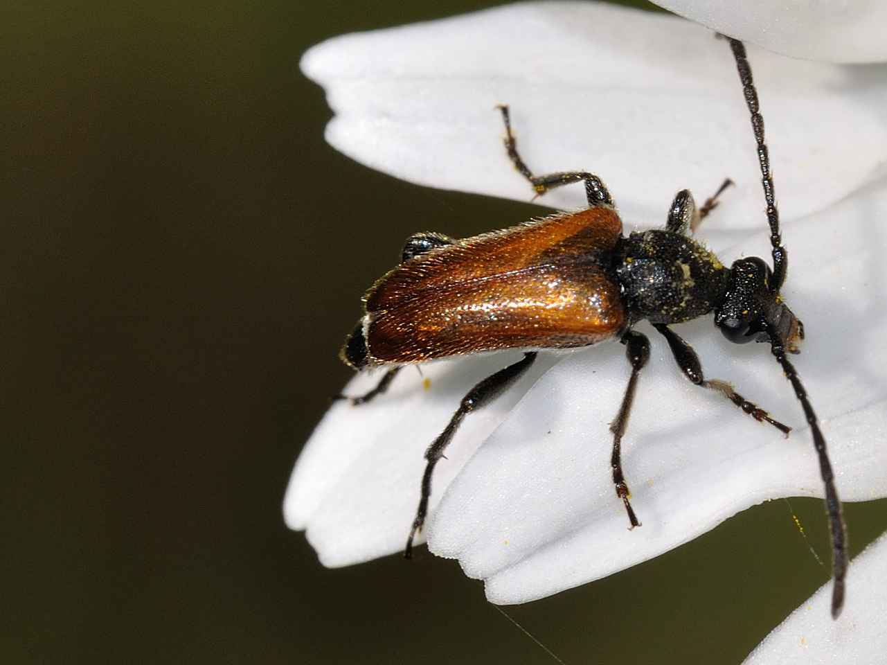 Pseudovadonia livida (Cerambycidae)